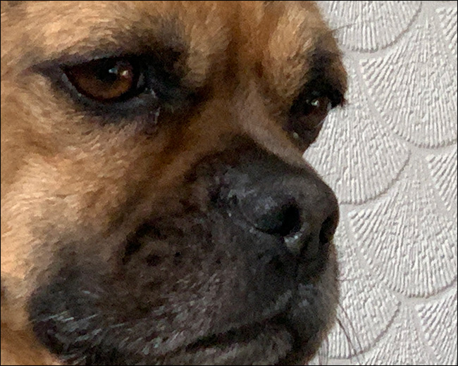 Une image d'un chien avec flou de zoom.