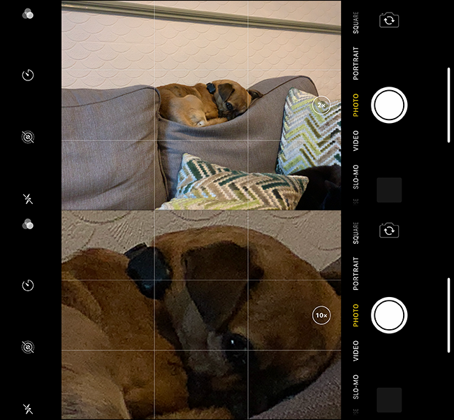 Exemple d'une mauvaise image de zoom d'un chien sur un iPhone. 
